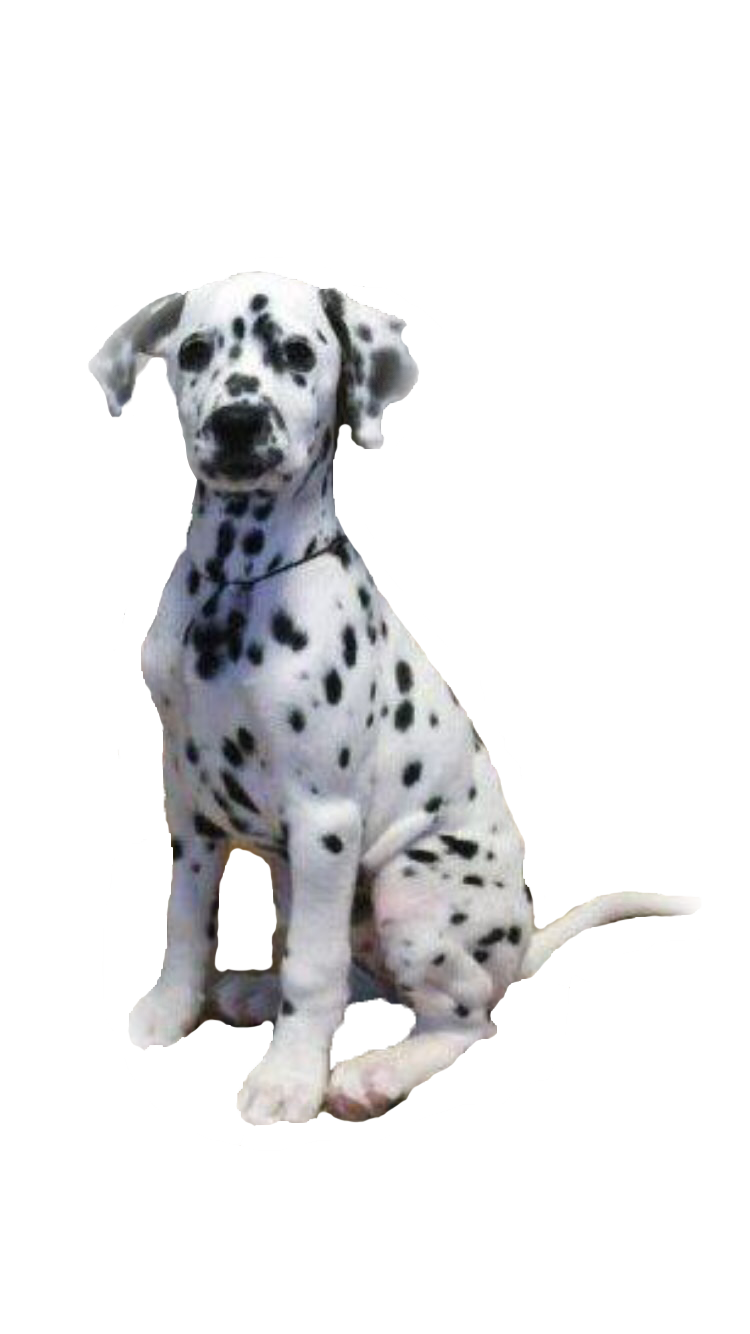 犬